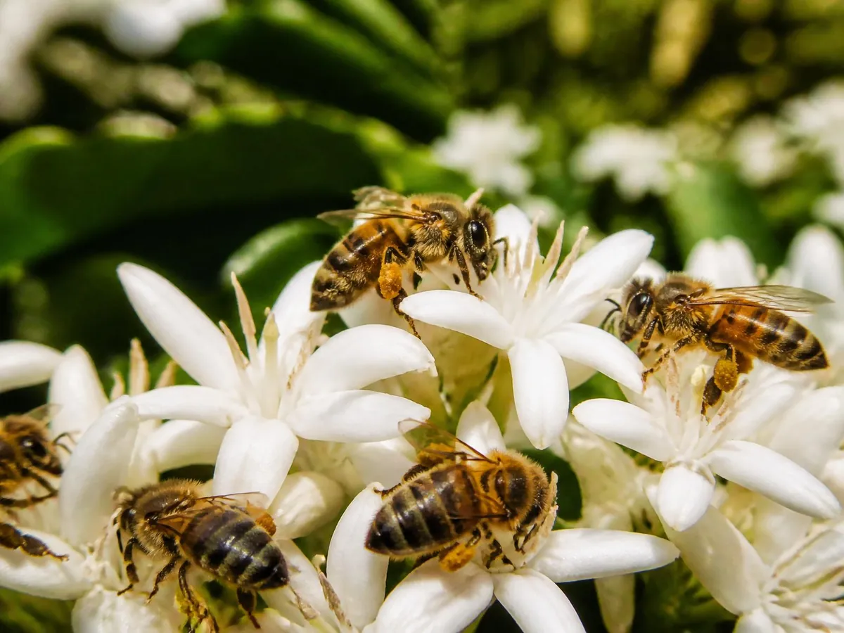 Honeybees pollinating a white coffee blossom