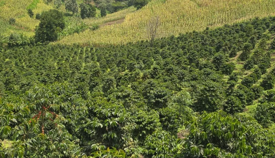 Lush hillside coffee farm at one of the producer partner estates
