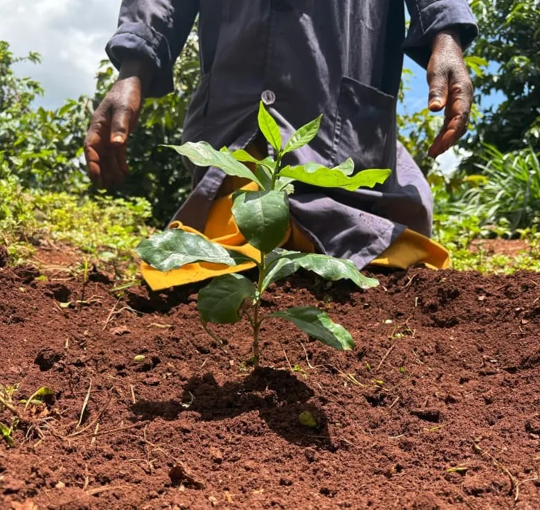 A farmer planting a young coffee seedling in rich red soil