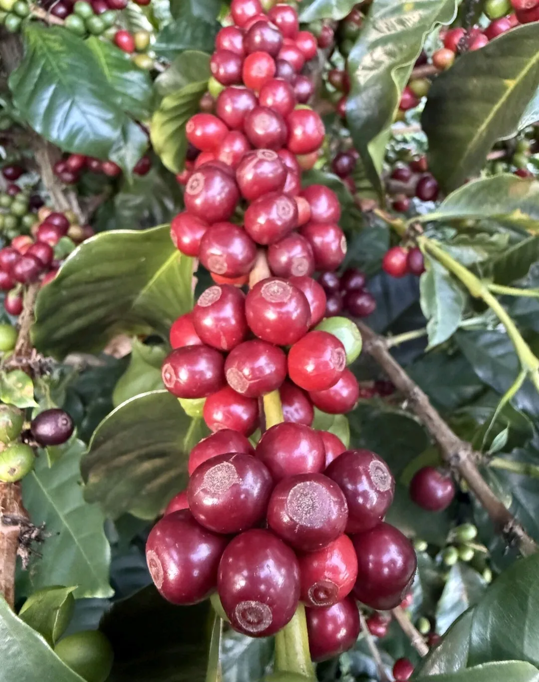 Ripe red coffee cherries on the branch at a Kenyan smallholder farm